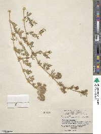 Medicago falcata image