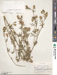 Medicago falcata image