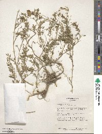 Medicago falcata image