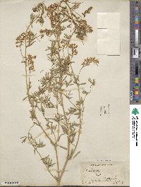 Medicago falcata image