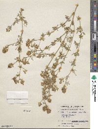 Medicago falcata image