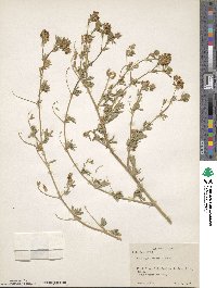 Medicago falcata image