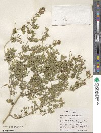 Medicago hemicycla image