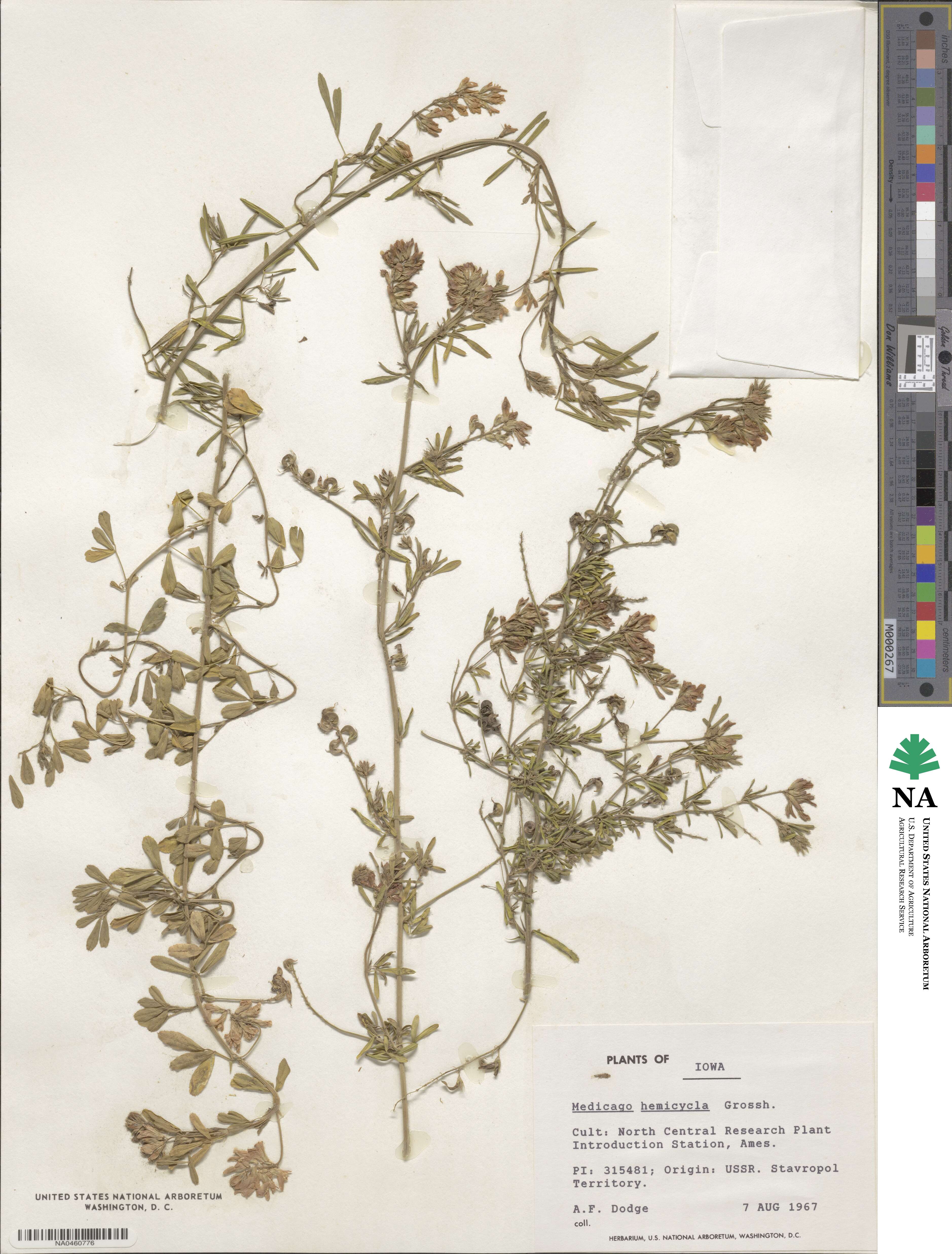 Medicago hemicycla image