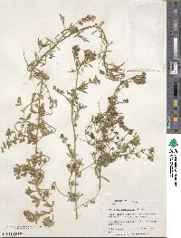 Medicago hemicycla image