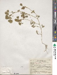 Medicago polymorpha image