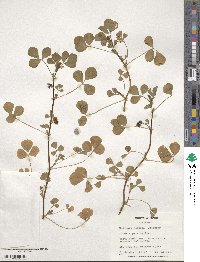 Medicago polymorpha image