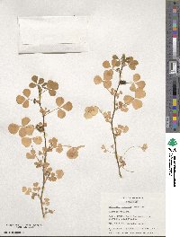 Medicago polymorpha image