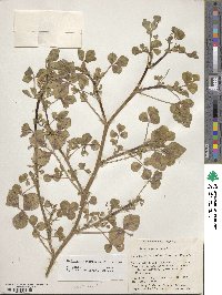 Medicago intertexta image