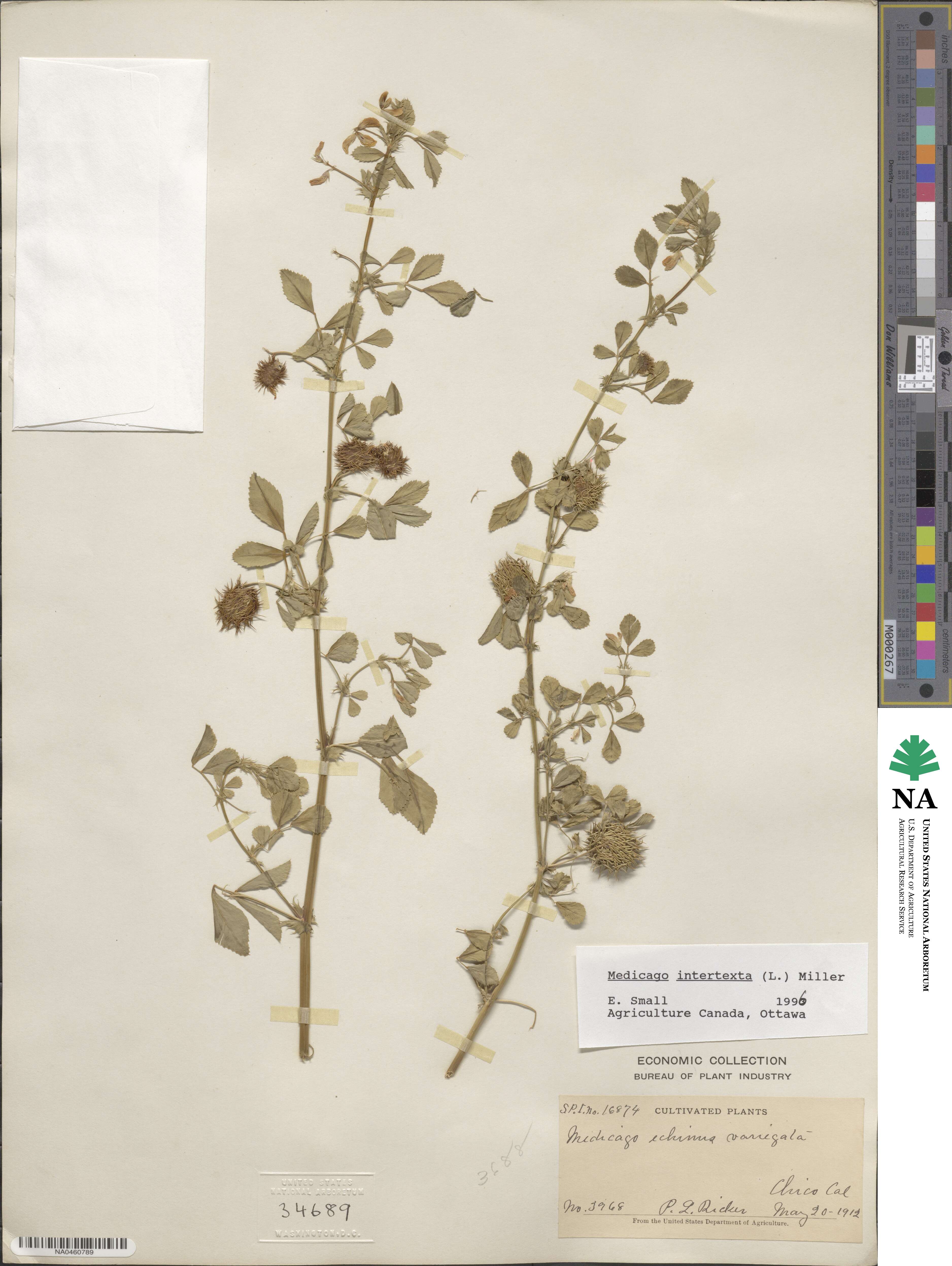Medicago intertexta image