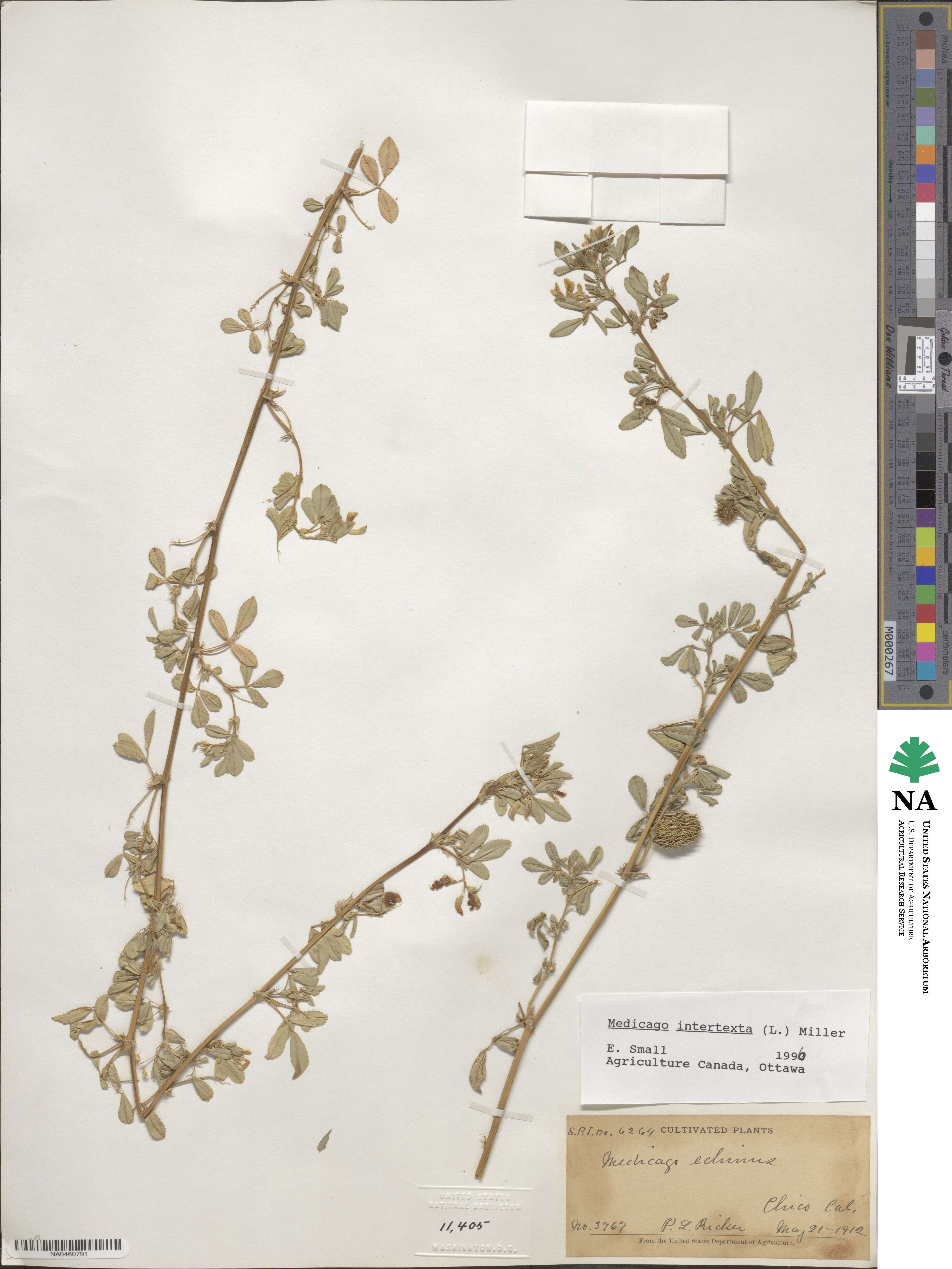 Medicago intertexta image