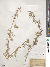 Medicago intertexta image