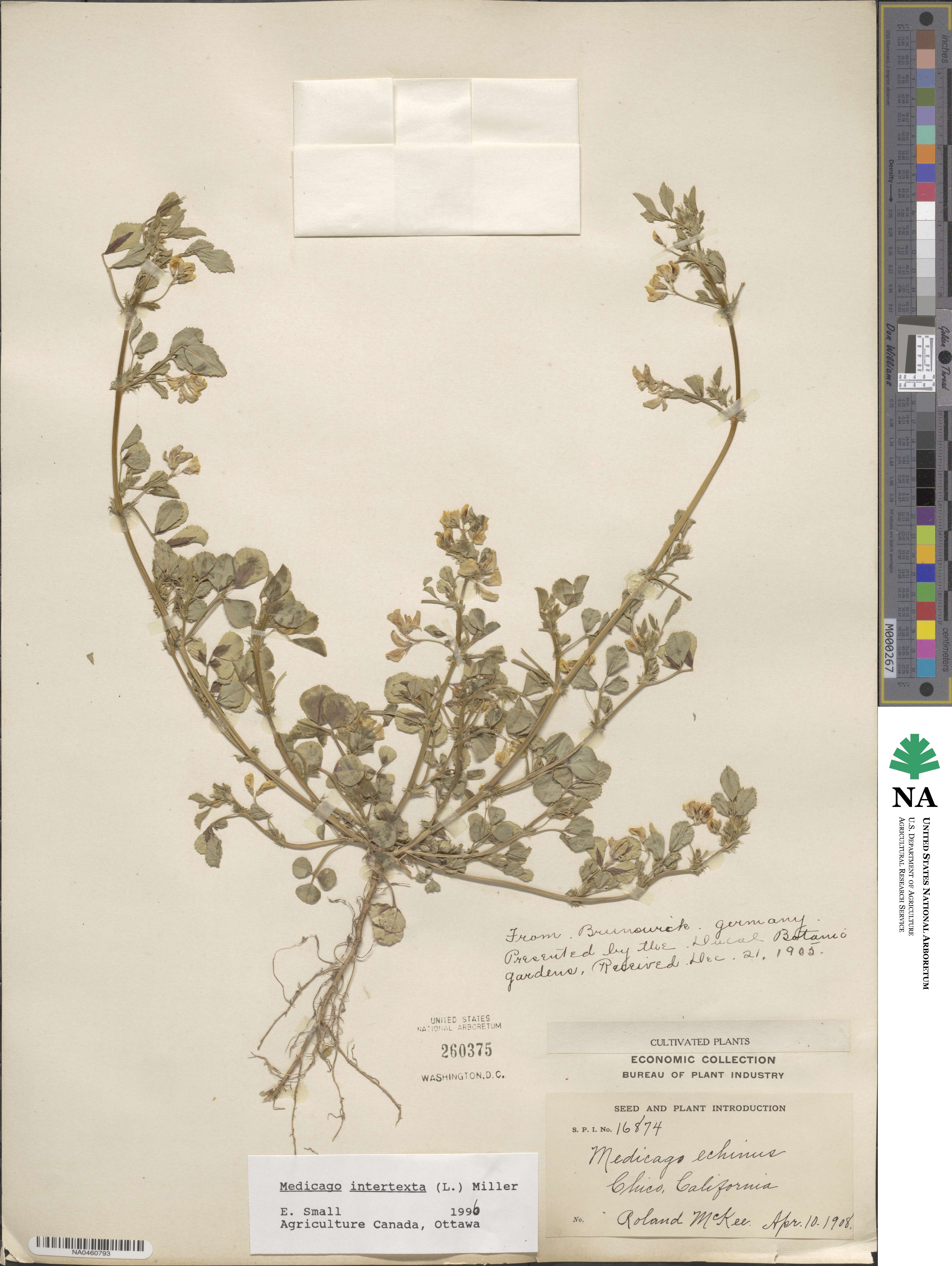 Medicago intertexta image
