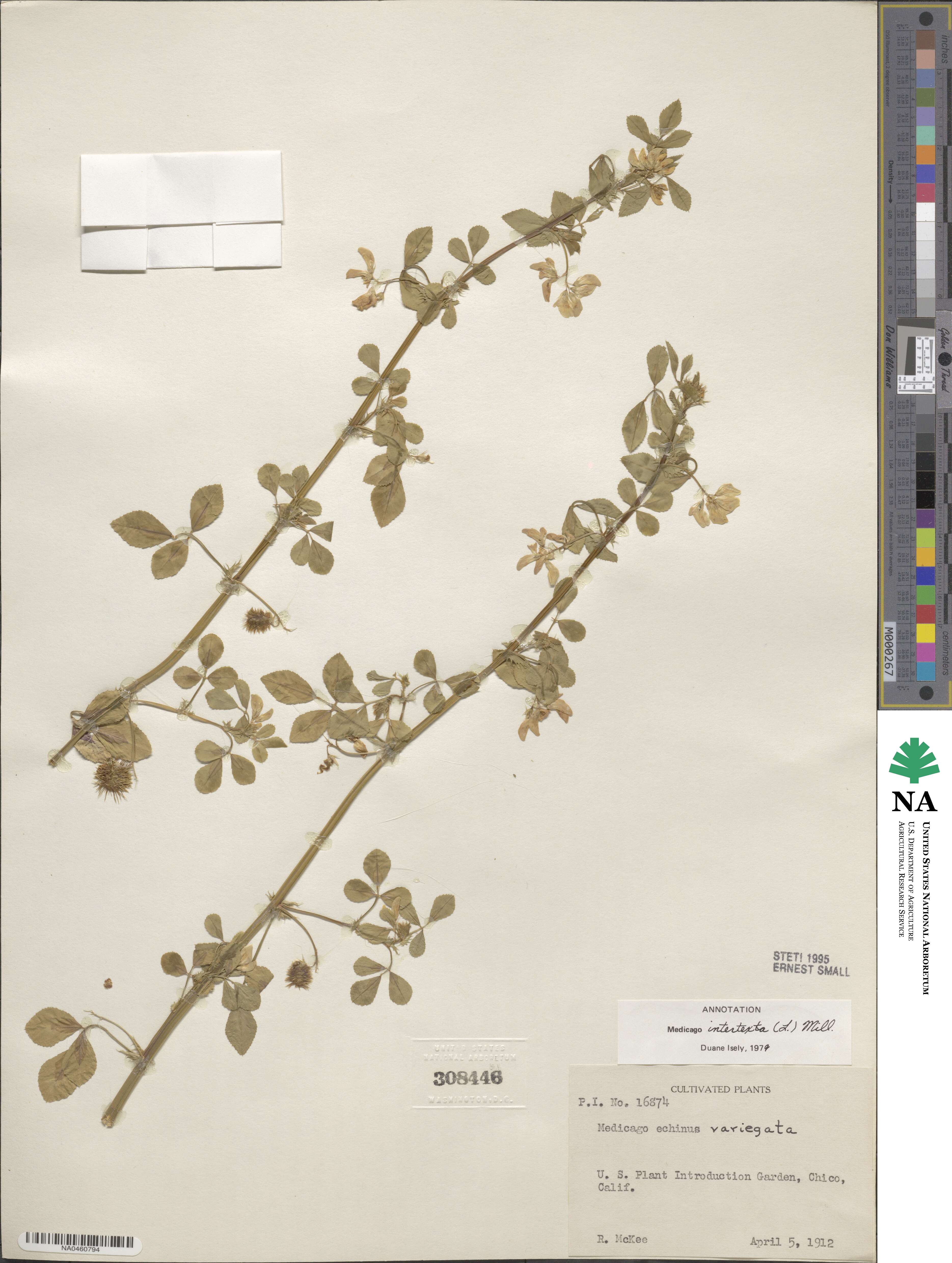 Medicago intertexta image