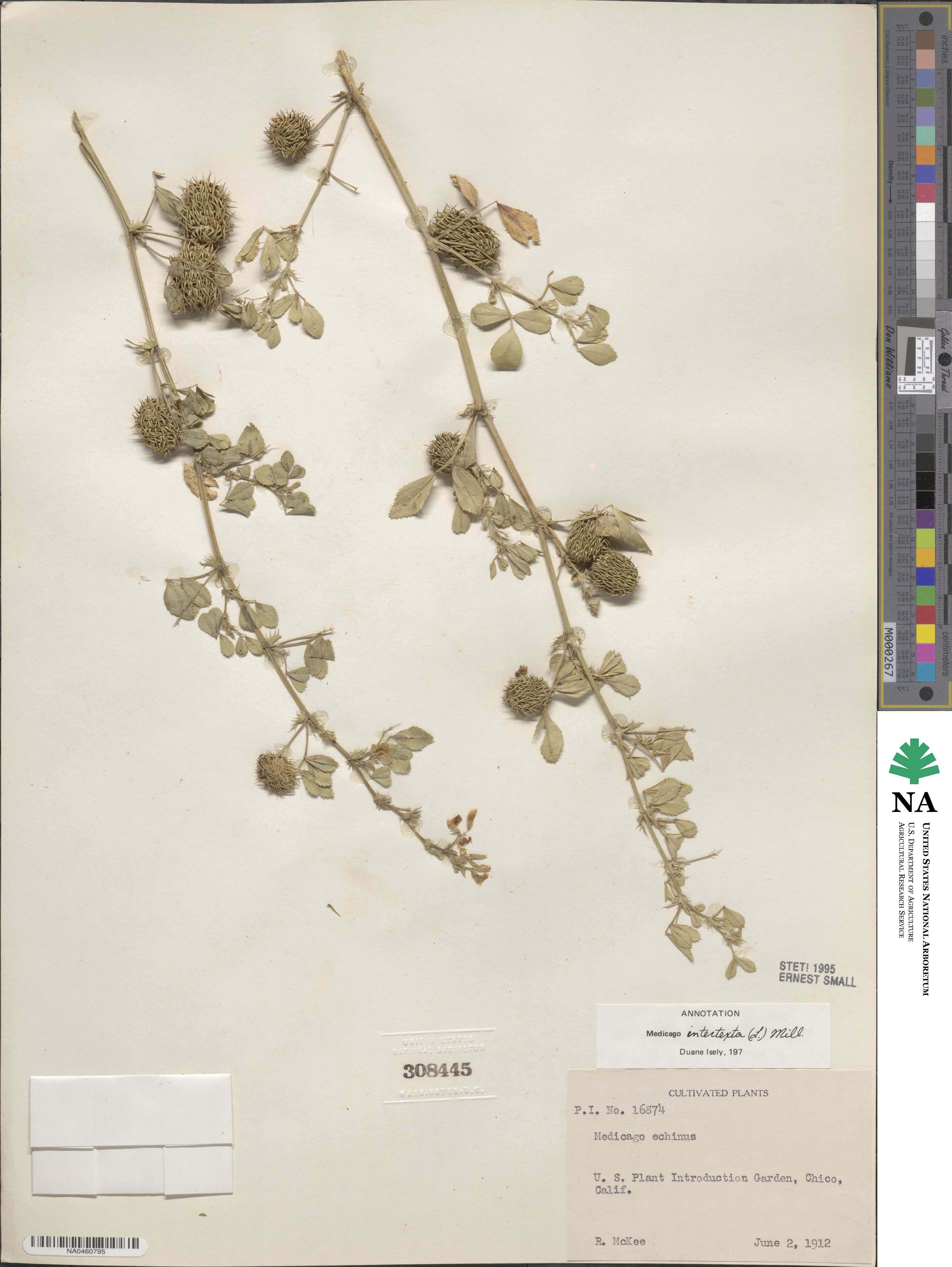 Medicago intertexta image