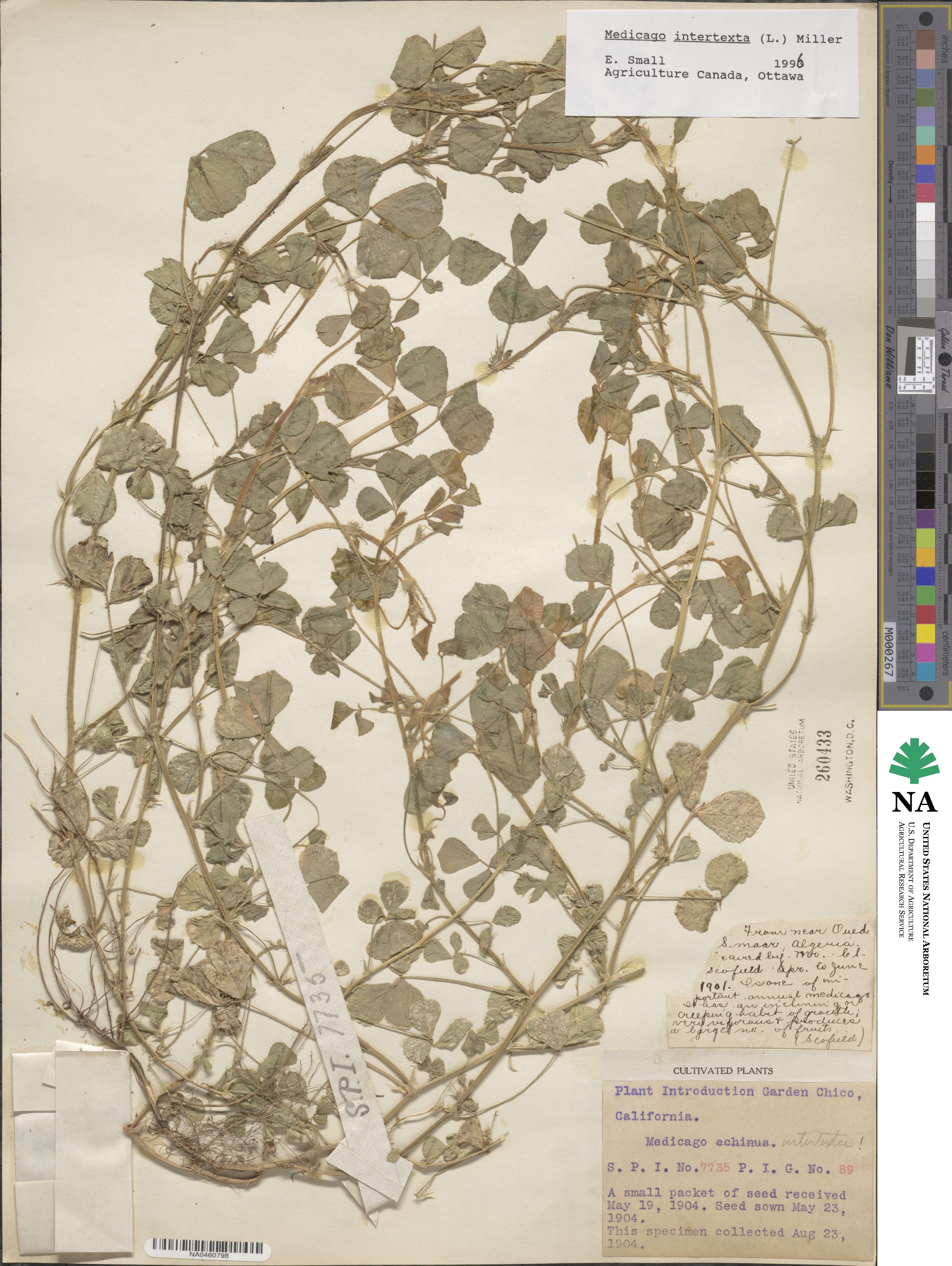 Medicago intertexta image