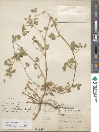 Medicago intertexta image