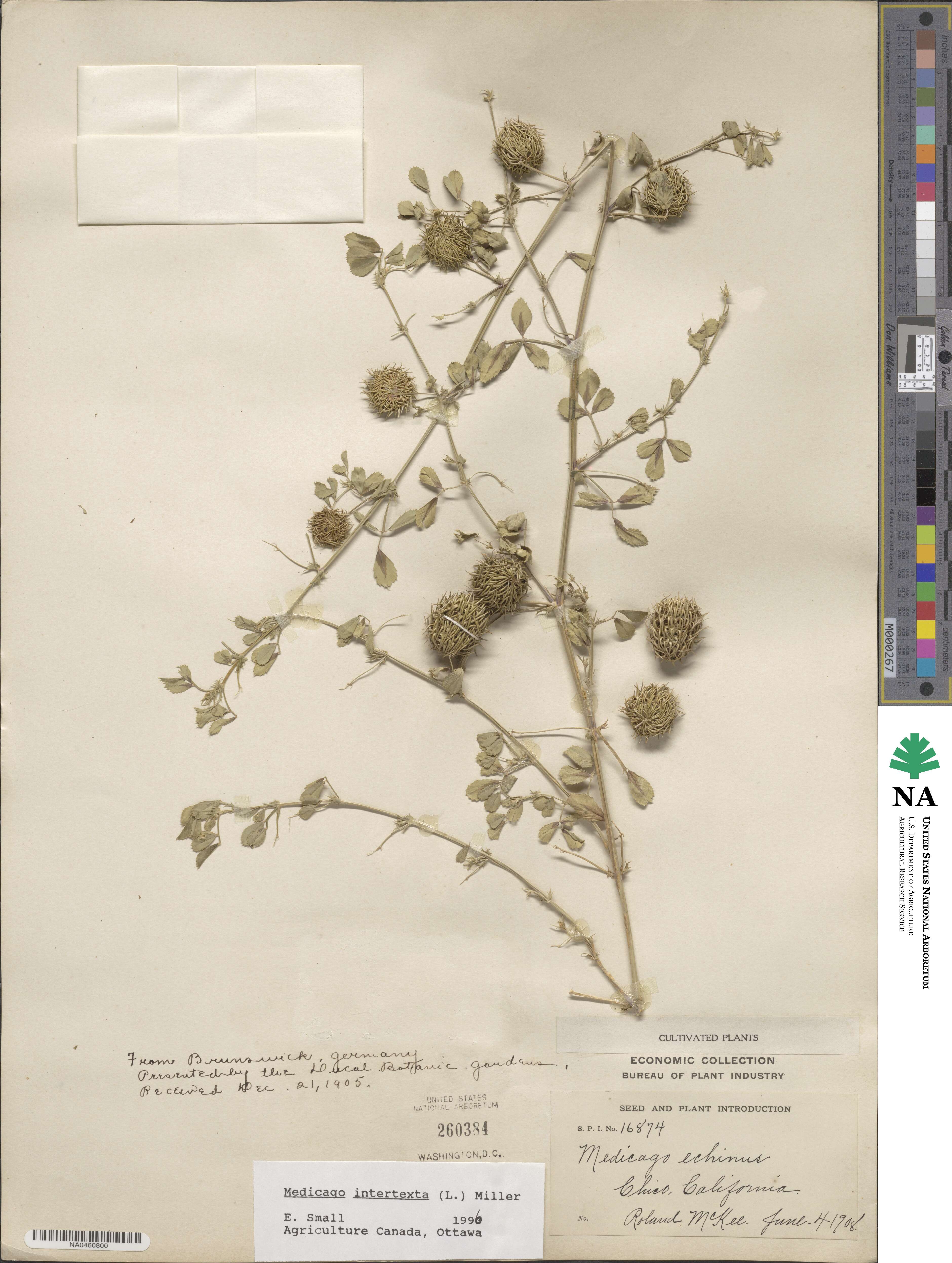 Medicago intertexta image