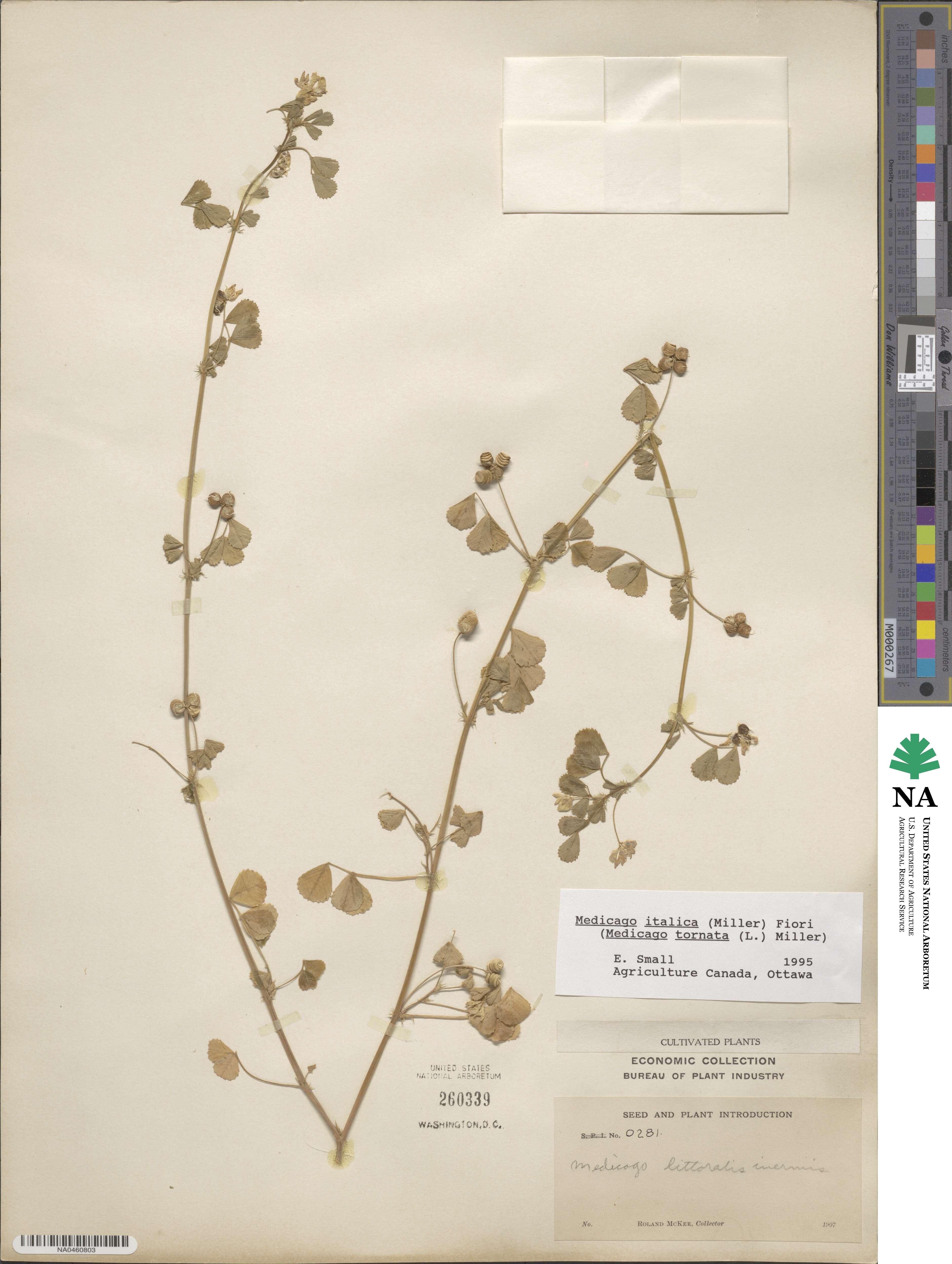 Medicago italica image