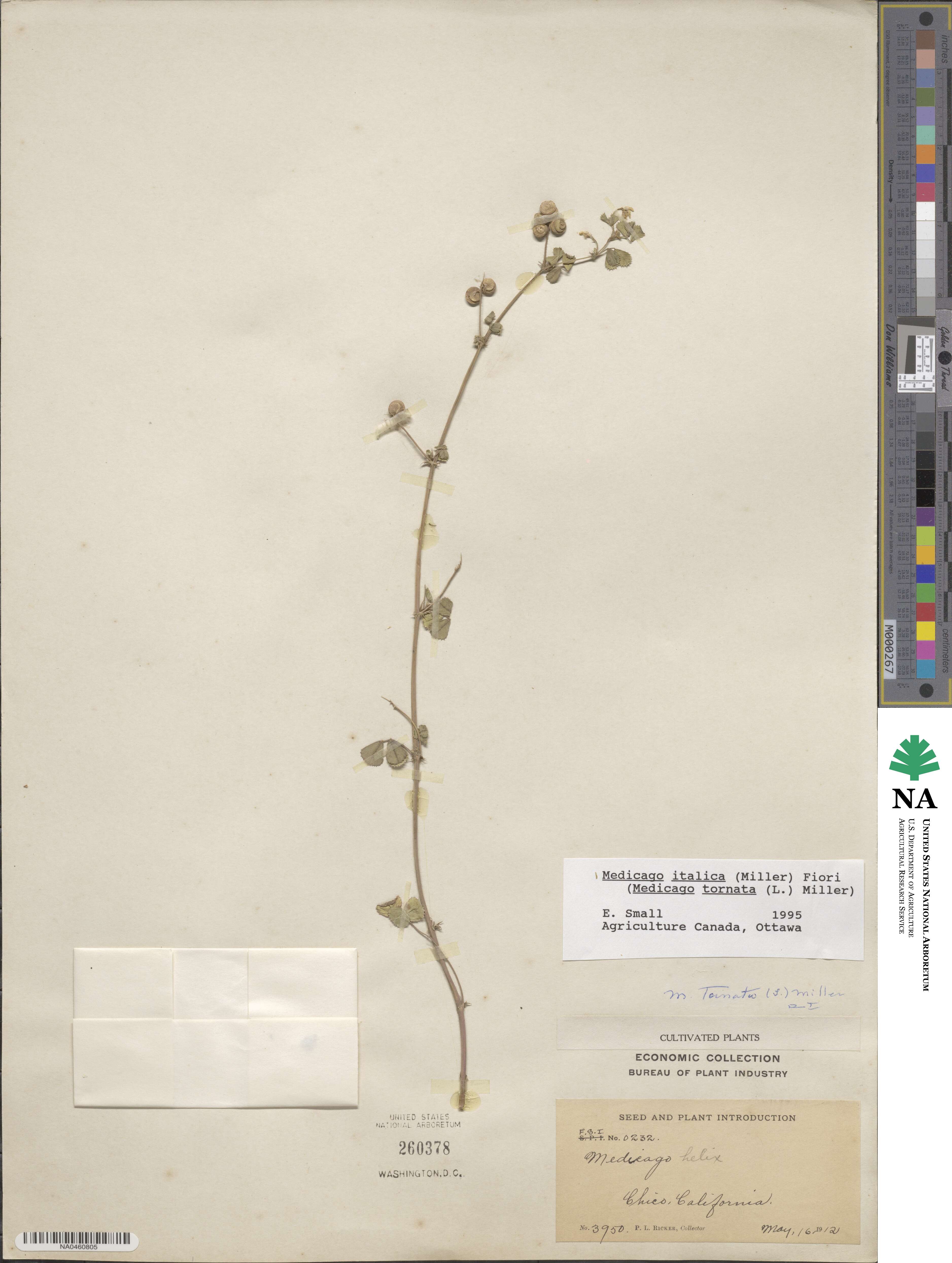 Medicago italica image