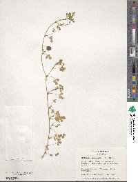 Medicago laciniata image