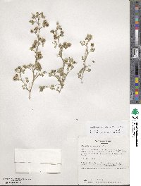 Medicago laciniata image