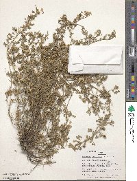 Medicago laciniata image