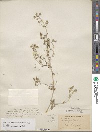 Medicago littoralis image