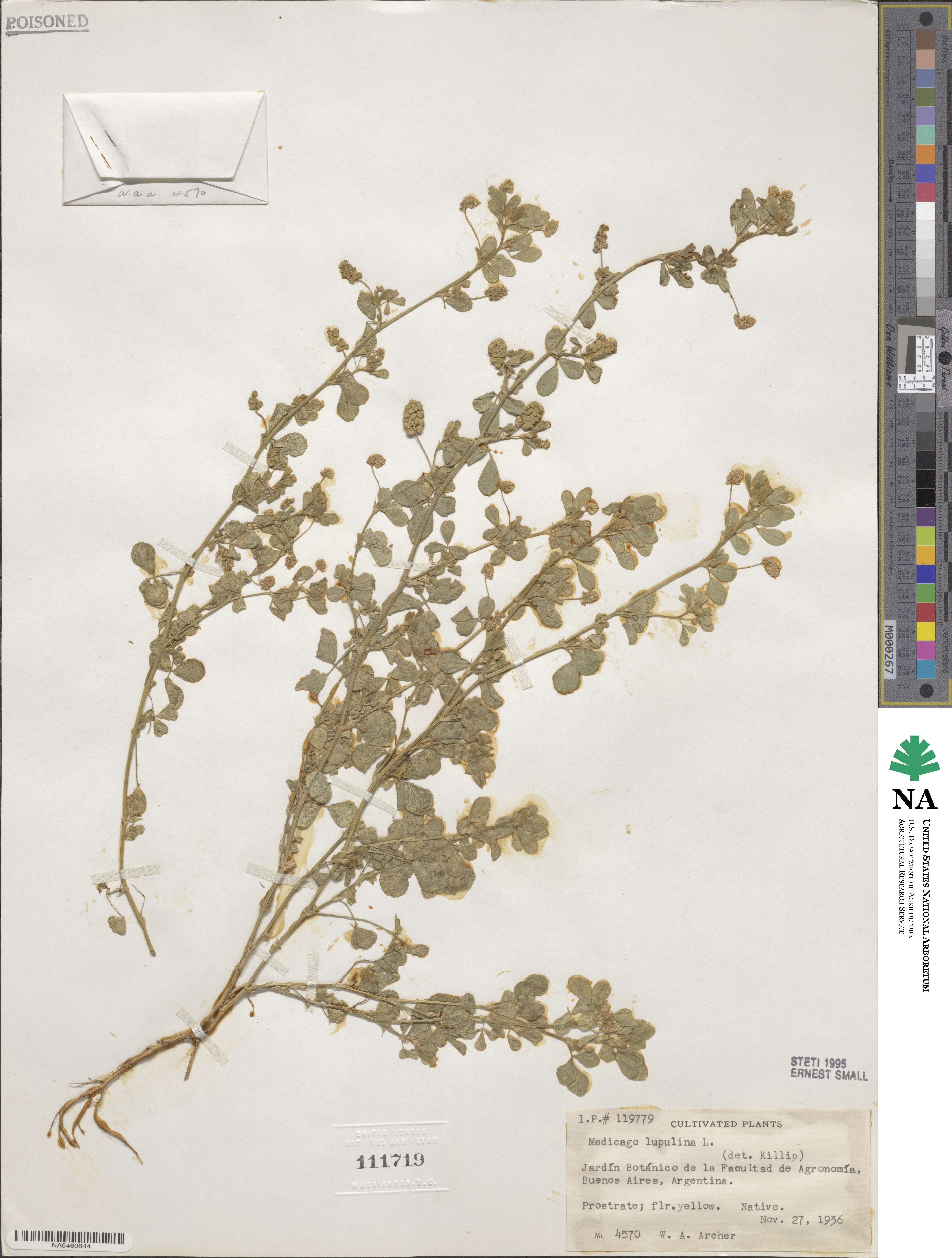 Medicago lupulina image