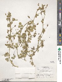 Medicago lupulina image