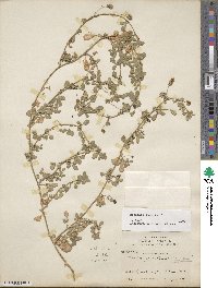 Medicago lupulina image