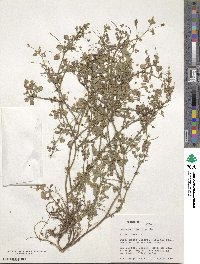 Medicago lupulina image