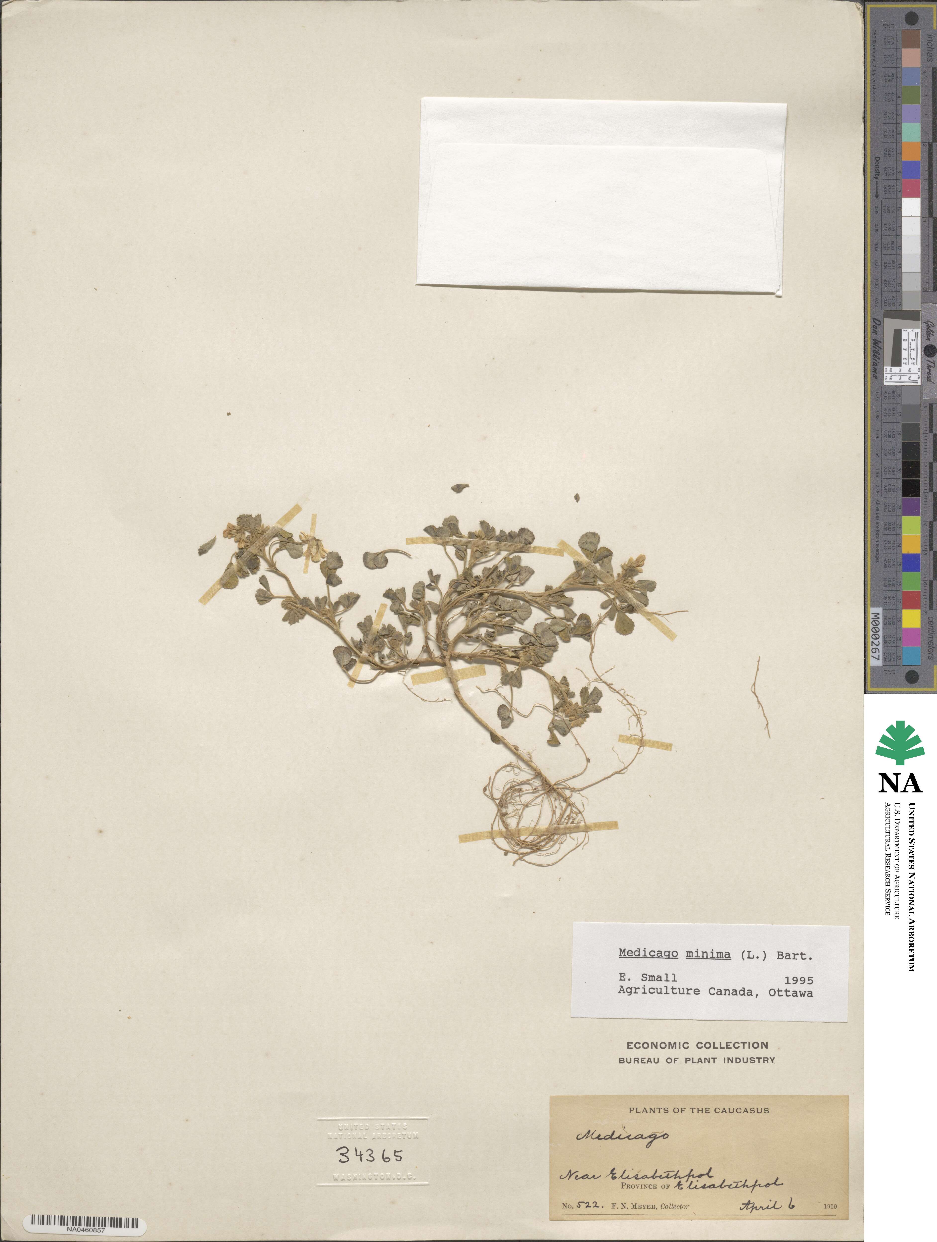 Medicago minima image