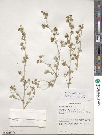 Medicago minima image