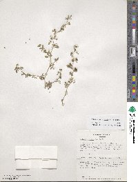 Medicago minima image