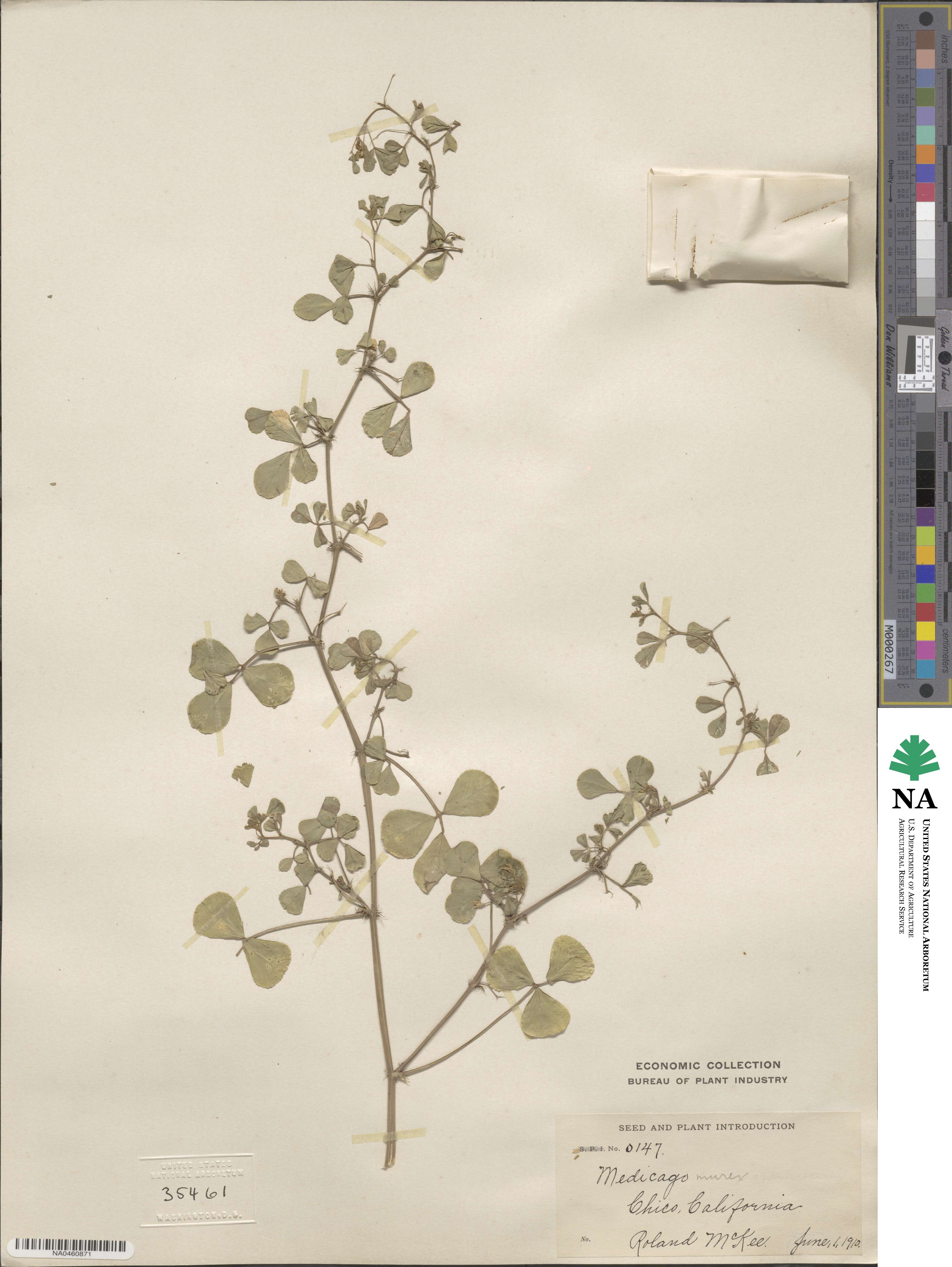 Medicago murex image