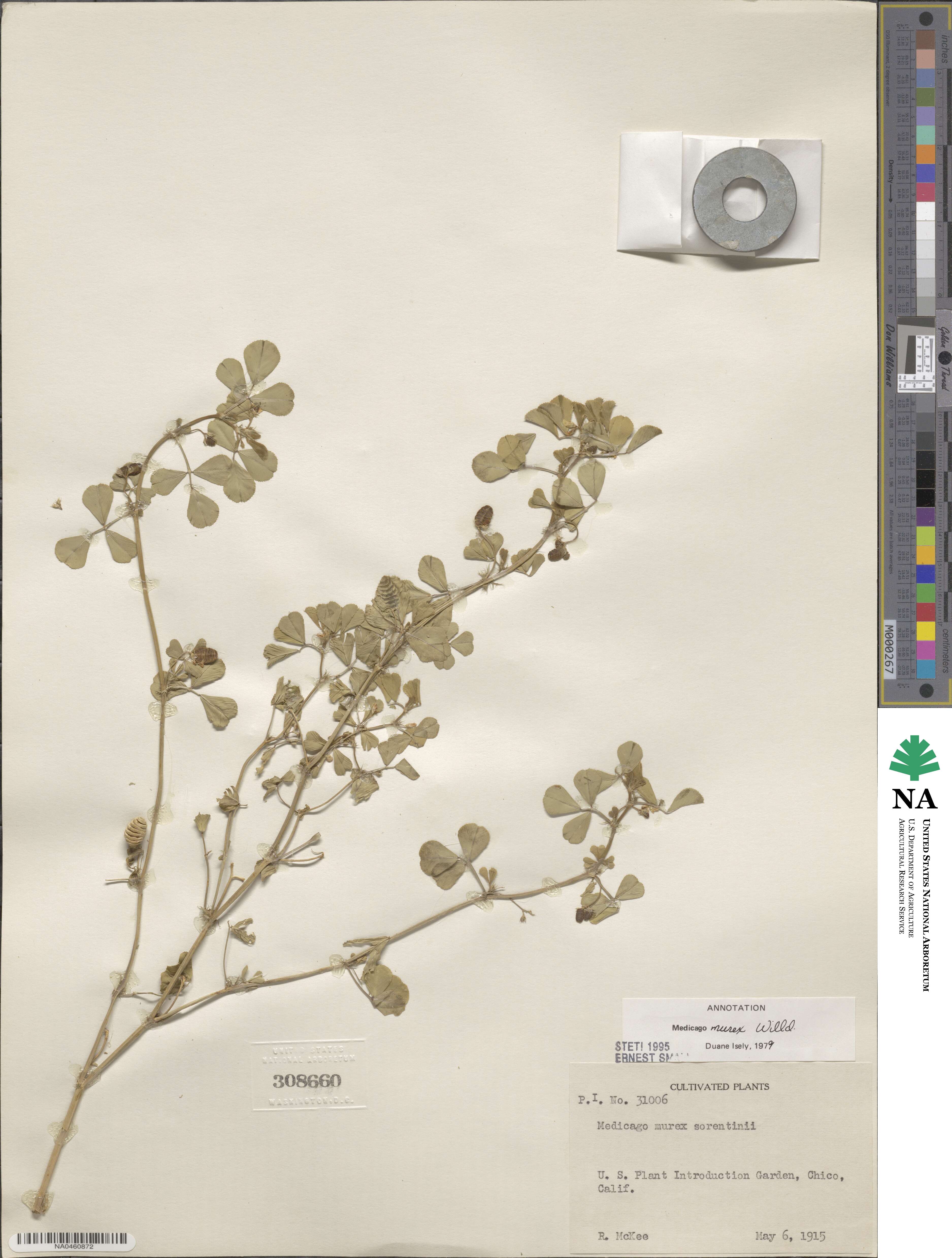Medicago murex image