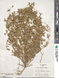 Medicago muricata image