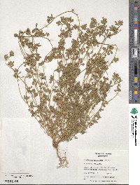 Medicago muricata image