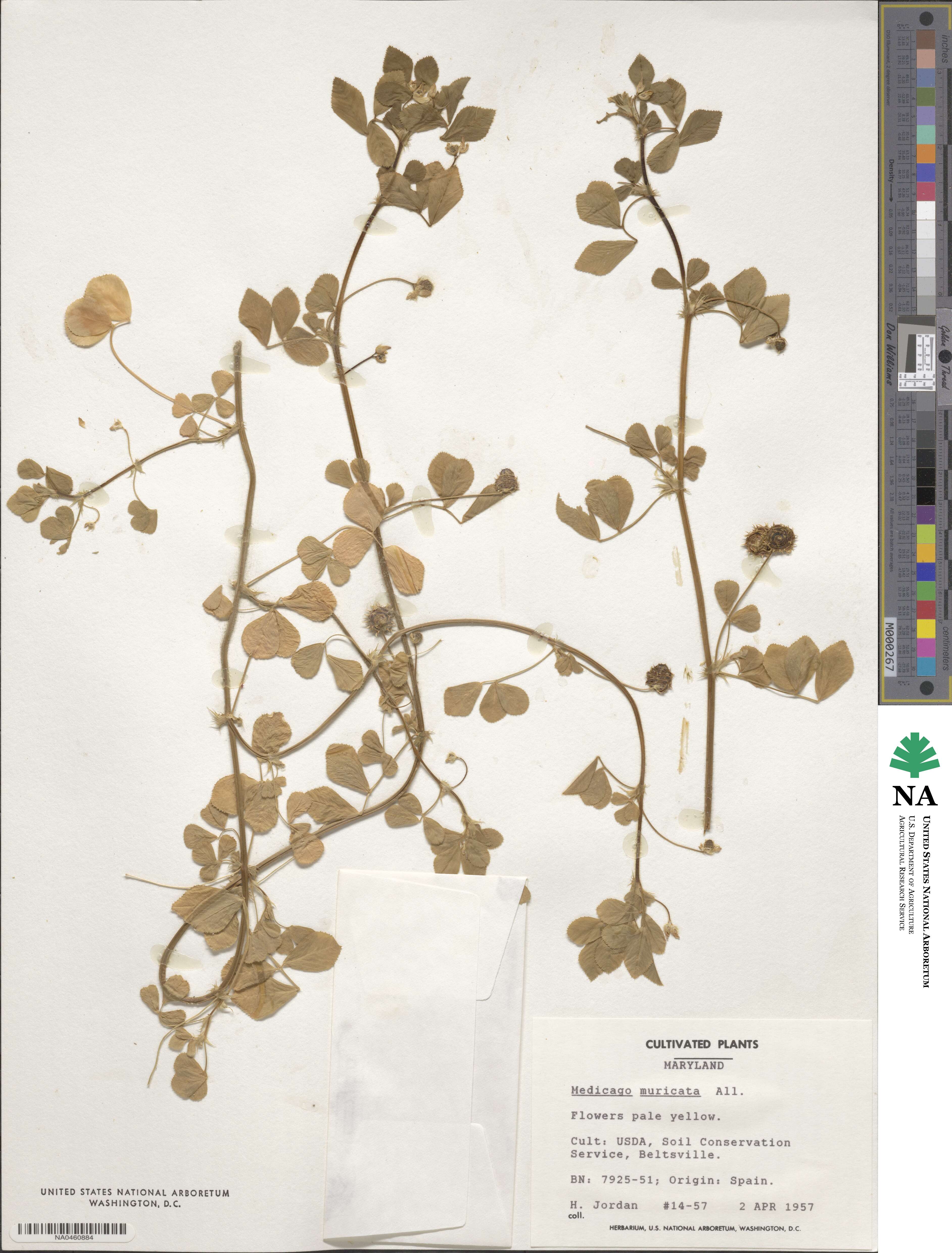 Medicago muricata image