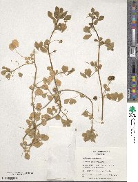 Medicago muricata image