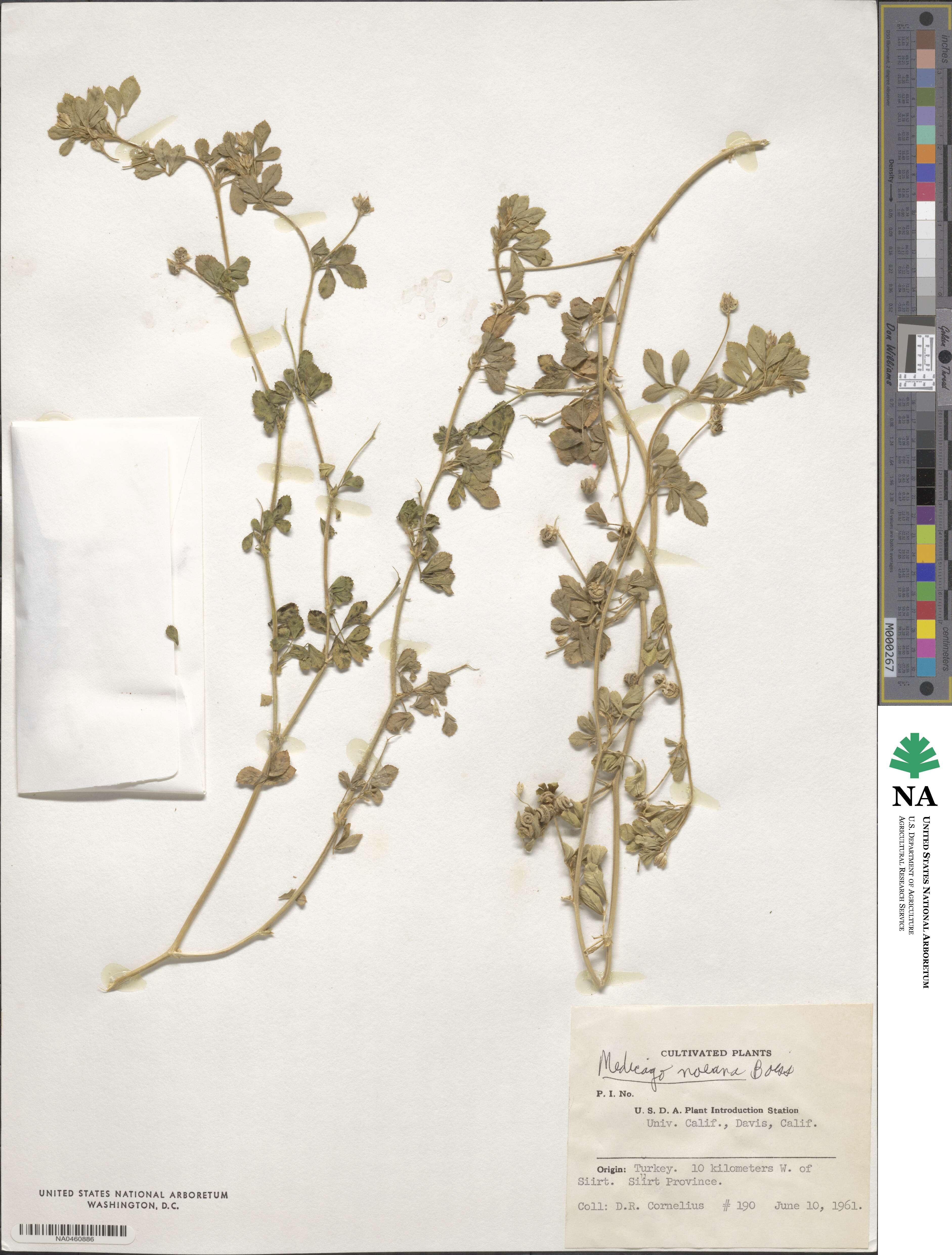 Medicago noeana image