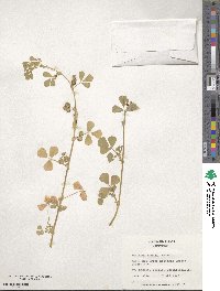 Medicago noeana image