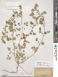 Medicago orbicularis image