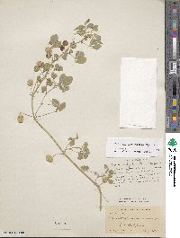 Medicago orbicularis image