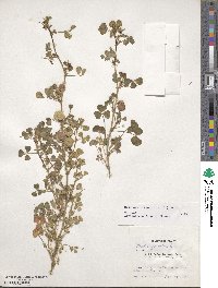 Medicago orbicularis image