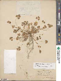 Medicago orbicularis image