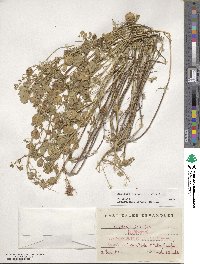 Medicago orbicularis image