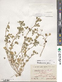 Medicago orbicularis image