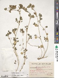 Medicago orbicularis image